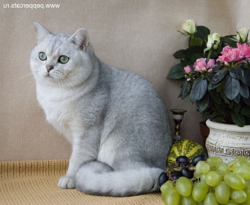Британская шиншилла серая
