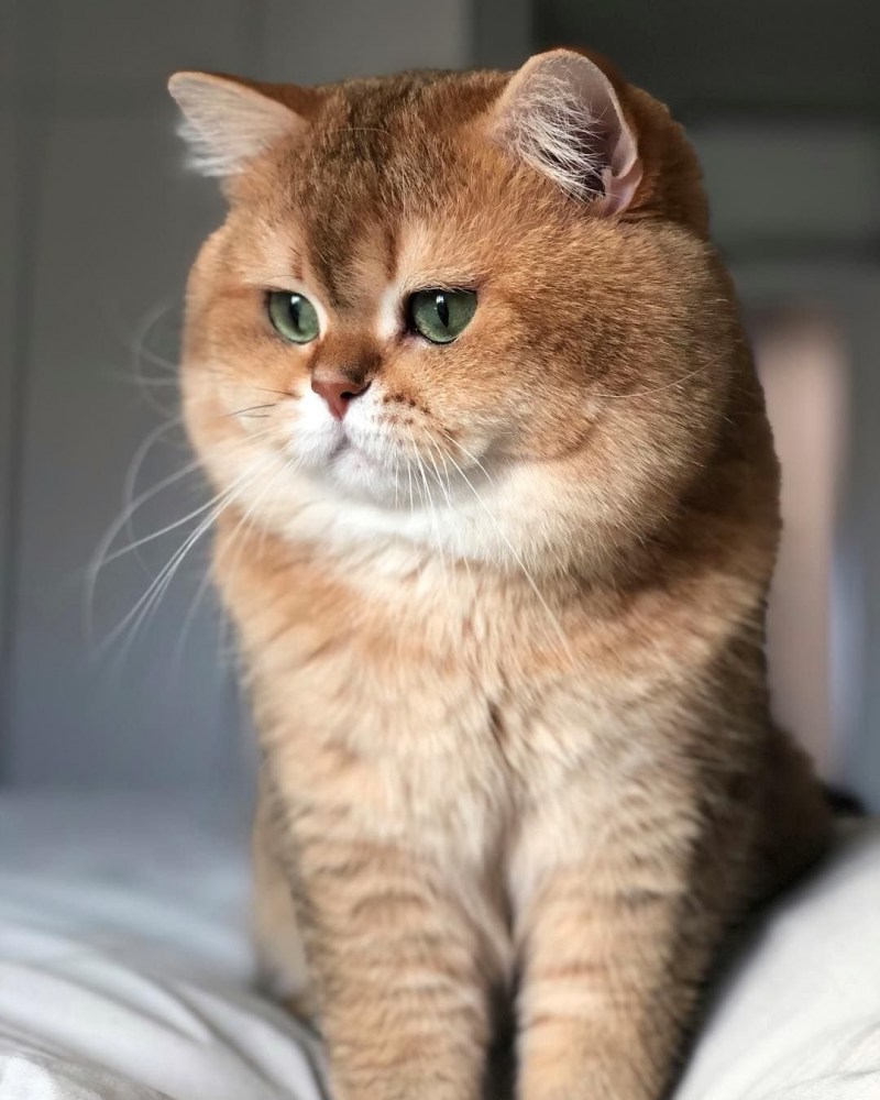 Шотландская короткошерстная Золотая шиншилла