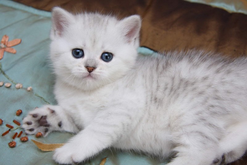 Серебристая шиншилла кошка