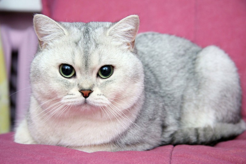 Британская короткошёрстная шиншилла