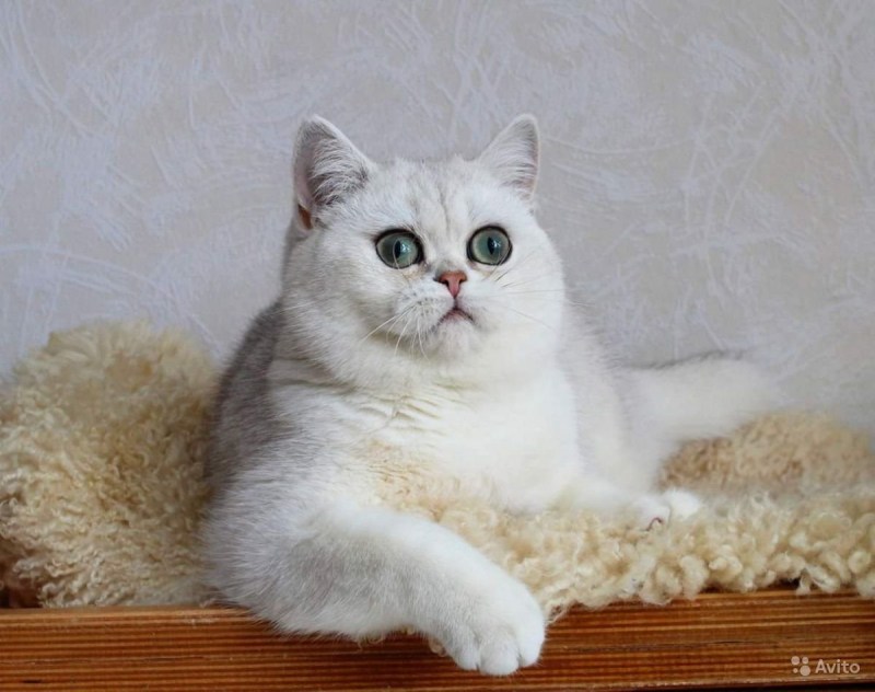 Шотландская серебристая шиншилла