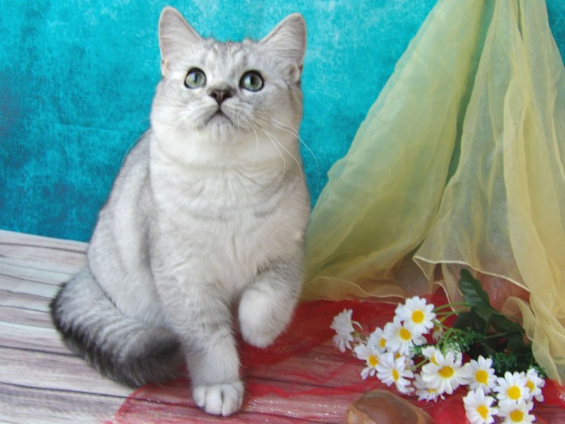 Британская шиншилла серебристая тикированная