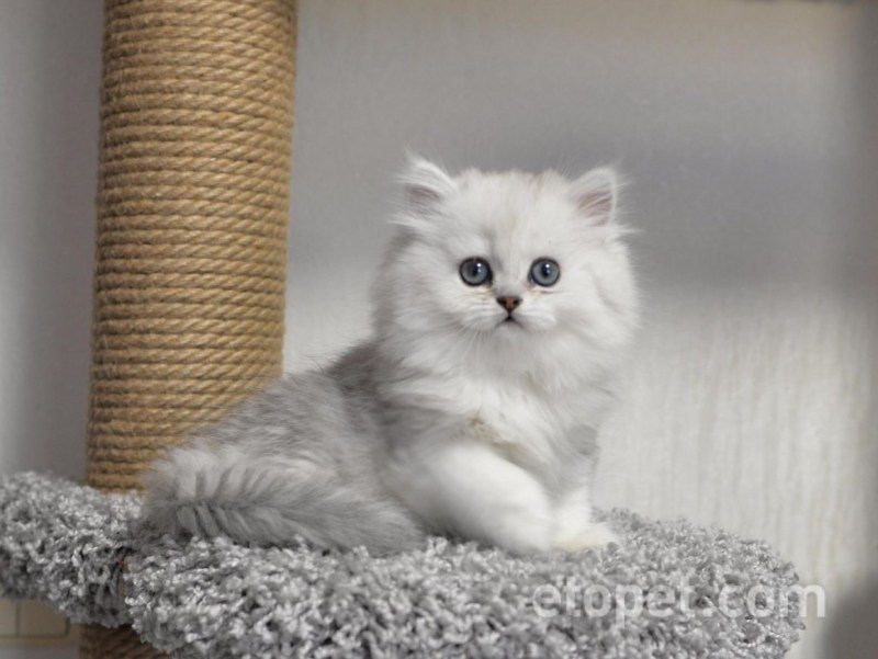 Серебряная затушеванная шиншилла