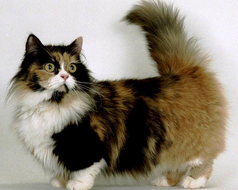 Манчкин кот