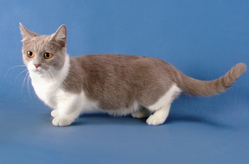 Манчкин короткошерстный