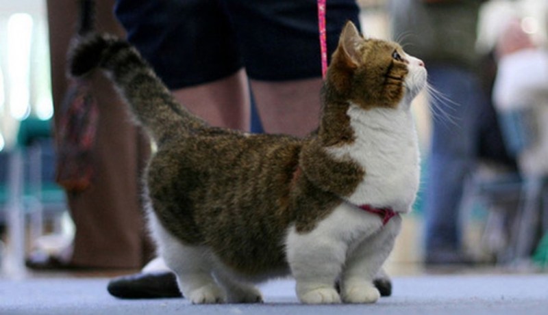 Манчкин кот