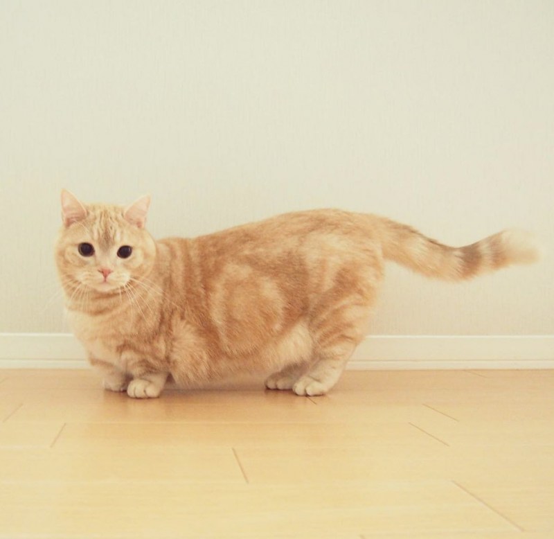 Манчкин кот рыжий