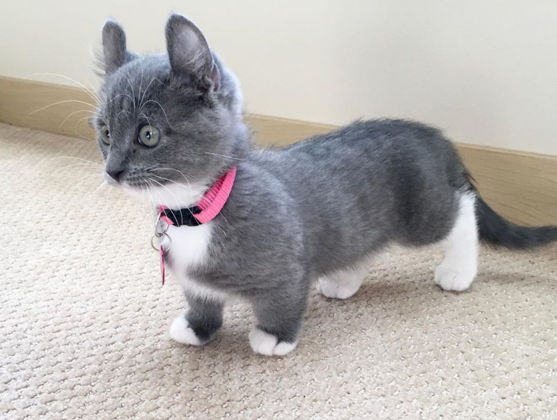 Кошка такса Манчкин