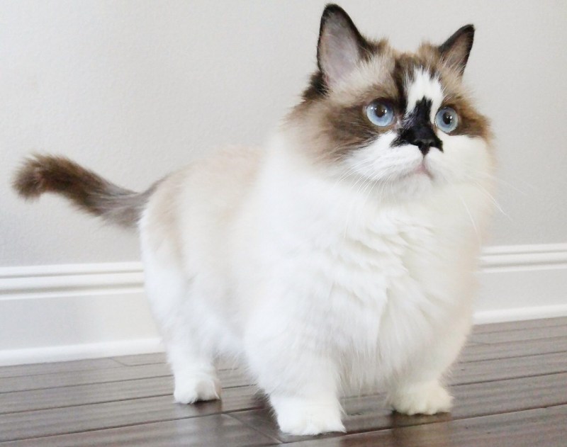 Коты породы Манчкин