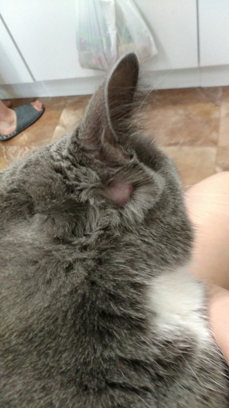 Кошачий лишай микроспория