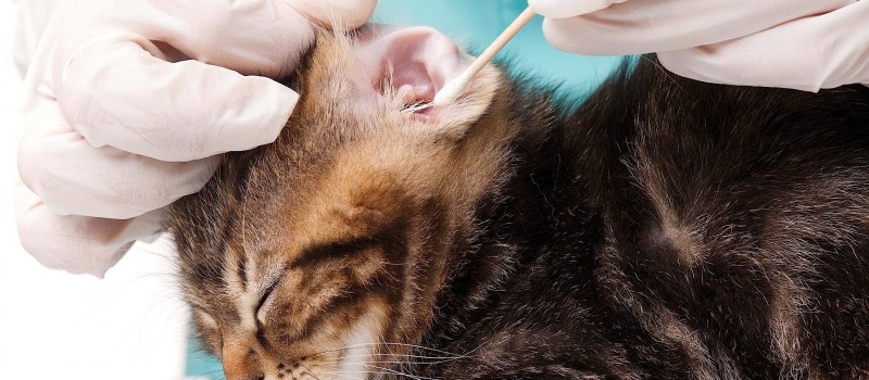 Коросты на голове у котят
