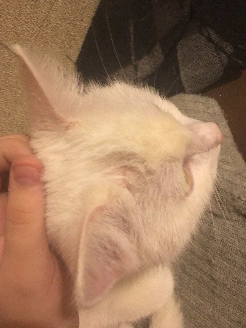 Кошка чешется