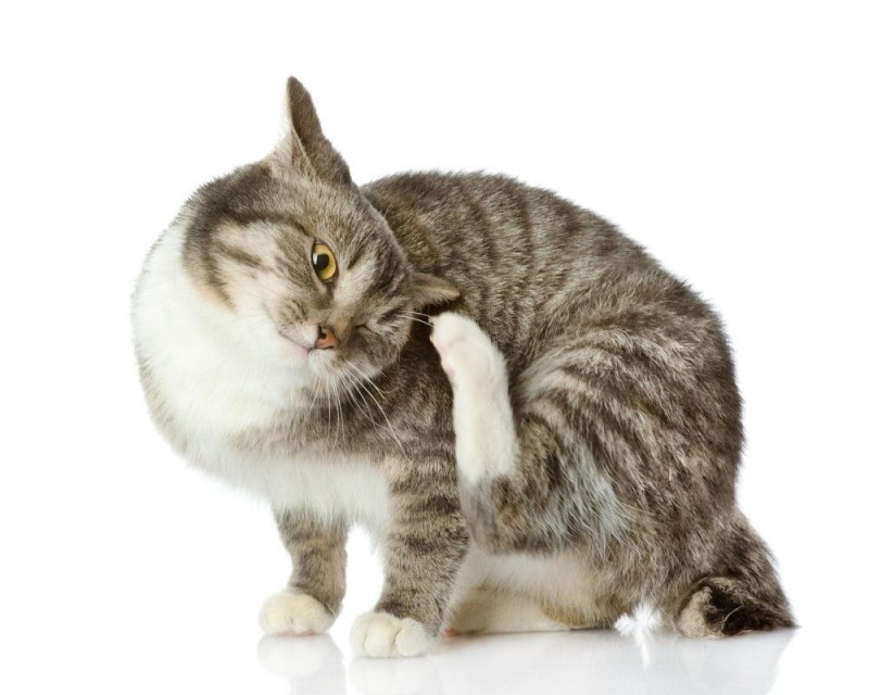 Чесать кошку