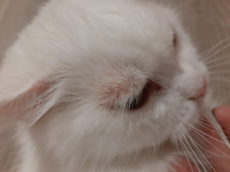 Уши кошки