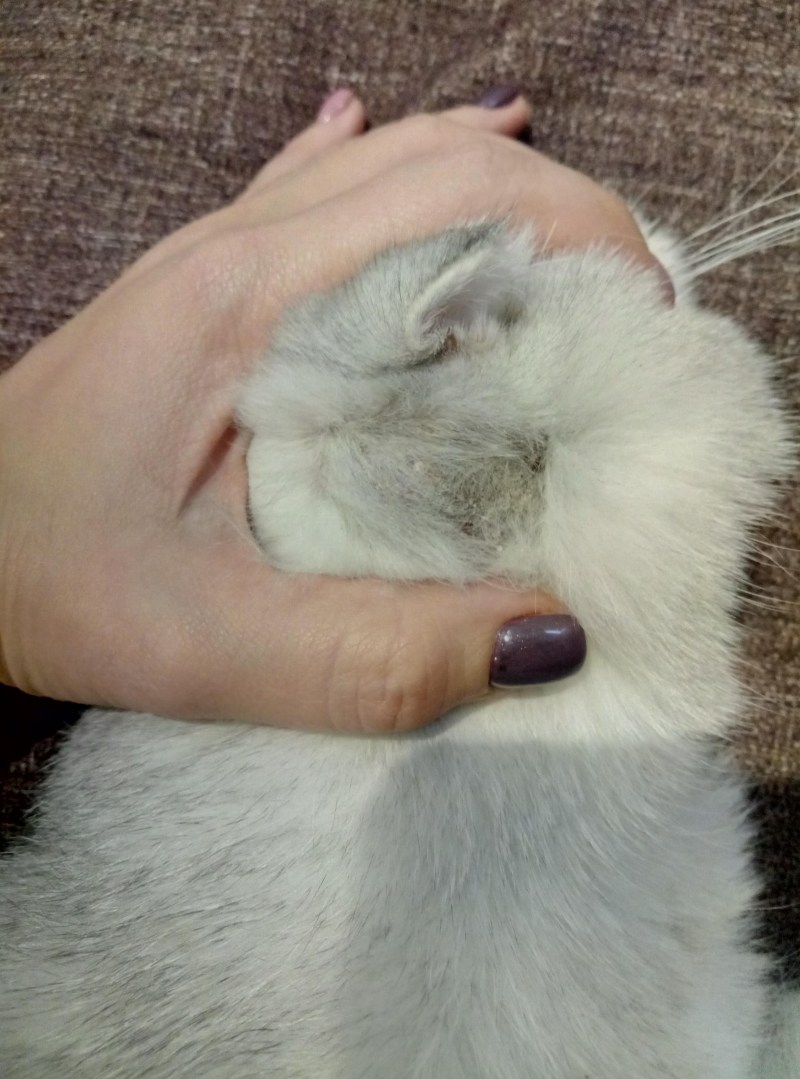 Чесать кошку