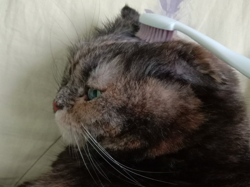 Гладят рыжего кота