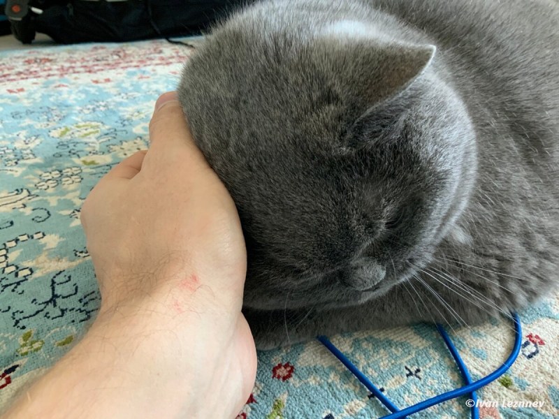Чесать кошку
