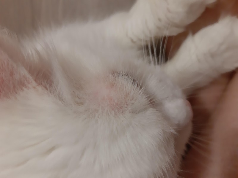 Уши кошки