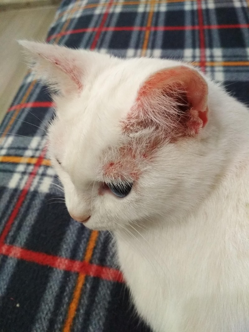 Кошка чешется