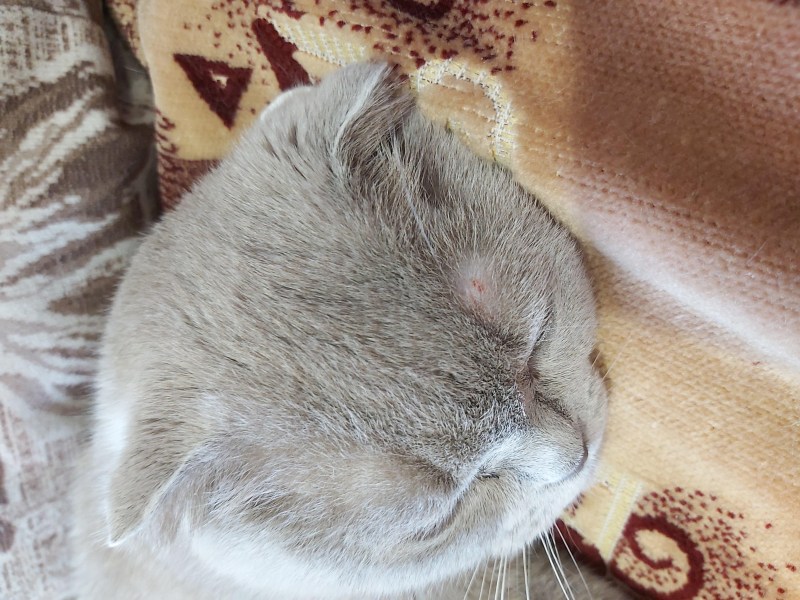 Кот чешется