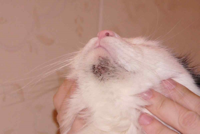 Кот чешется
