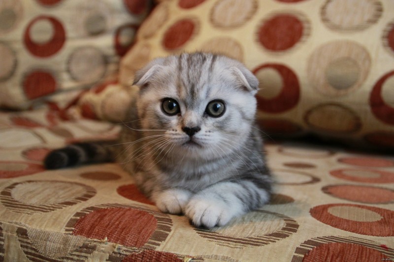 Кот скоттиш-фолд полосатый
