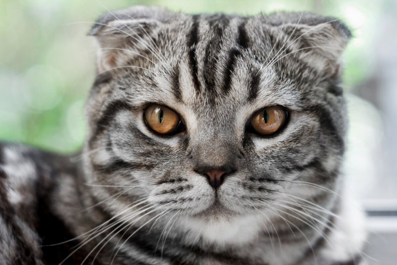 Шотландский вислоухий кот полосатый