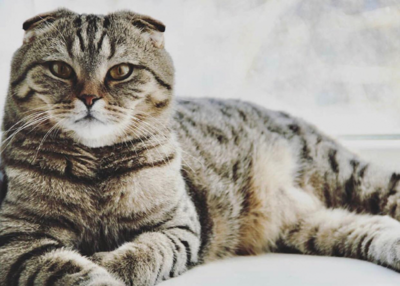 Шотландская вислоухая кошка полосатая