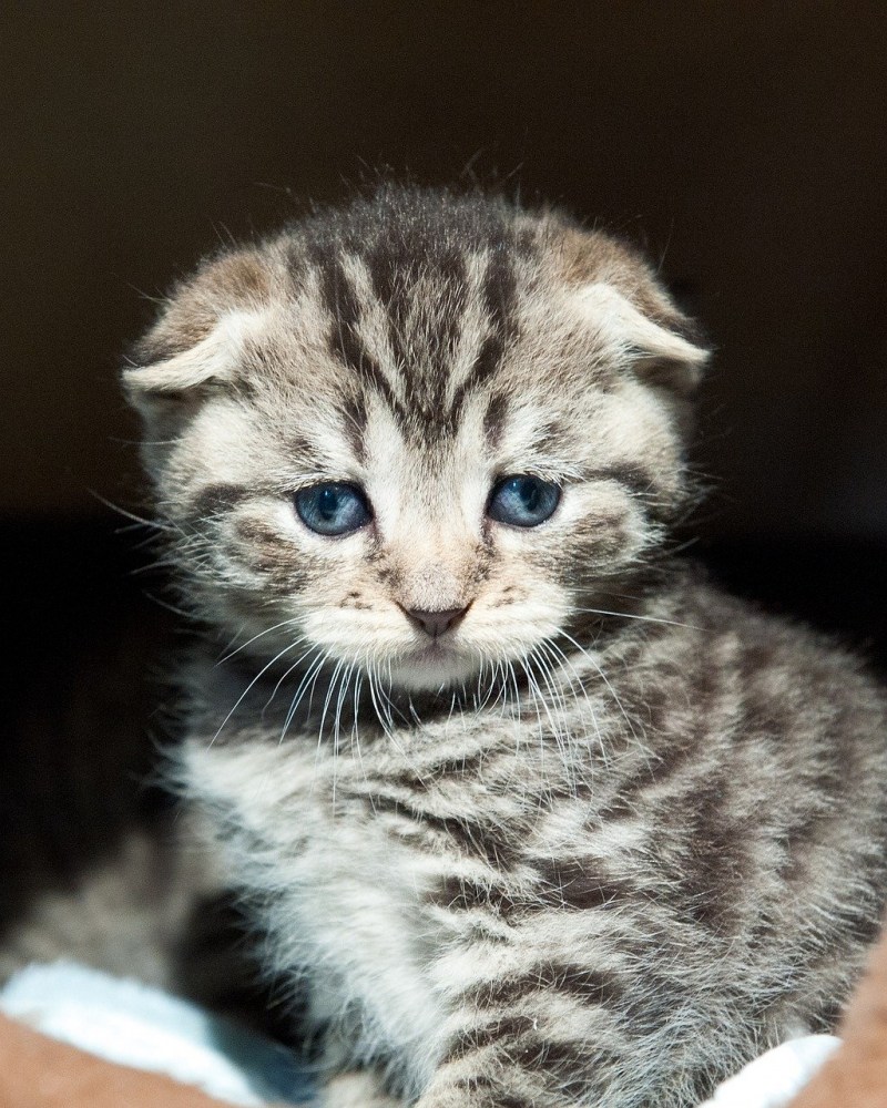 Шотландский вислоухий кот полосатый