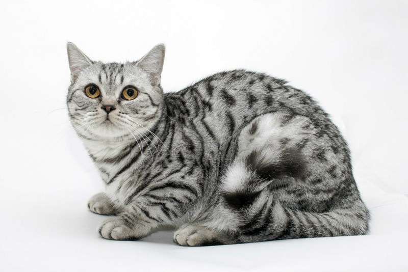 Шотландская кошка прямоухая