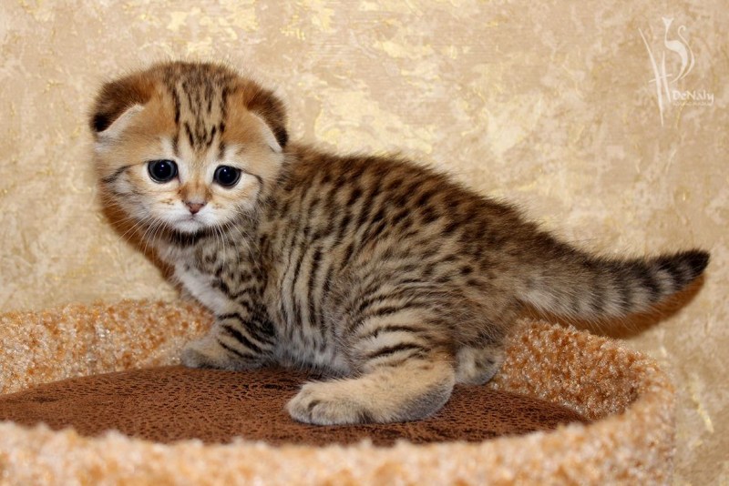 Шотландская вислоухая кошка тигровая