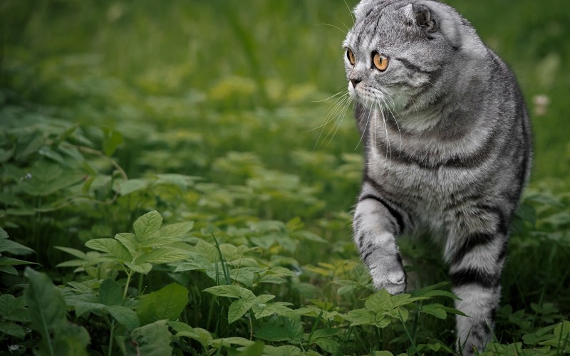 Шотландская вислоухая кошка полосатая