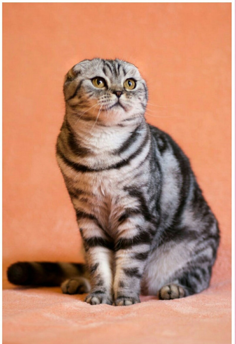 Скоттиш фолд Браун табби