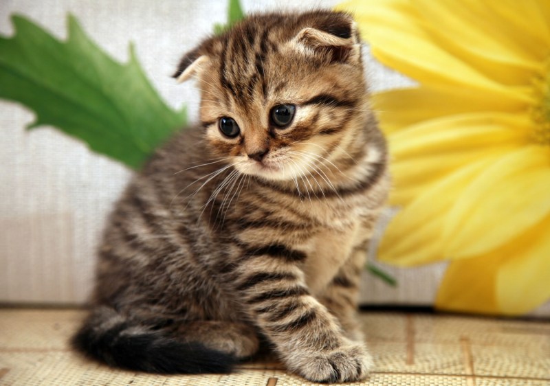 Котята с кошкой шотландский вислоухий полосатый