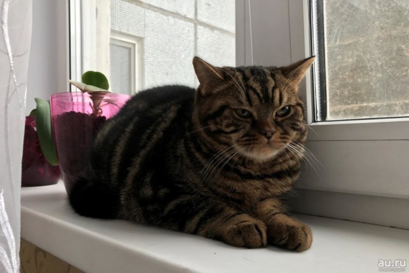Шотландский скоттиш страйт полосатый