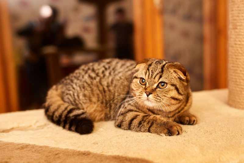 Скоттиш фолд Браун табби