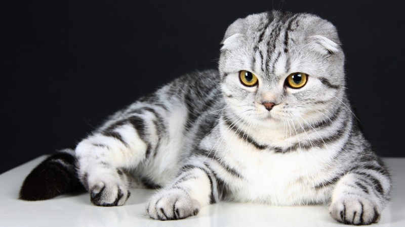 Шотландская вислоухая кошка