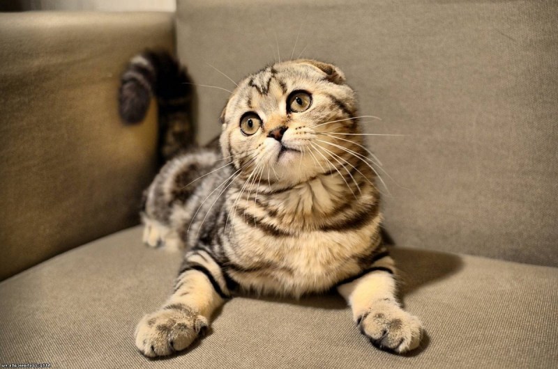 Кот скоттиш фолд