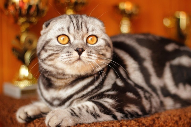 Шотландская короткошерстная скоттиш страйт