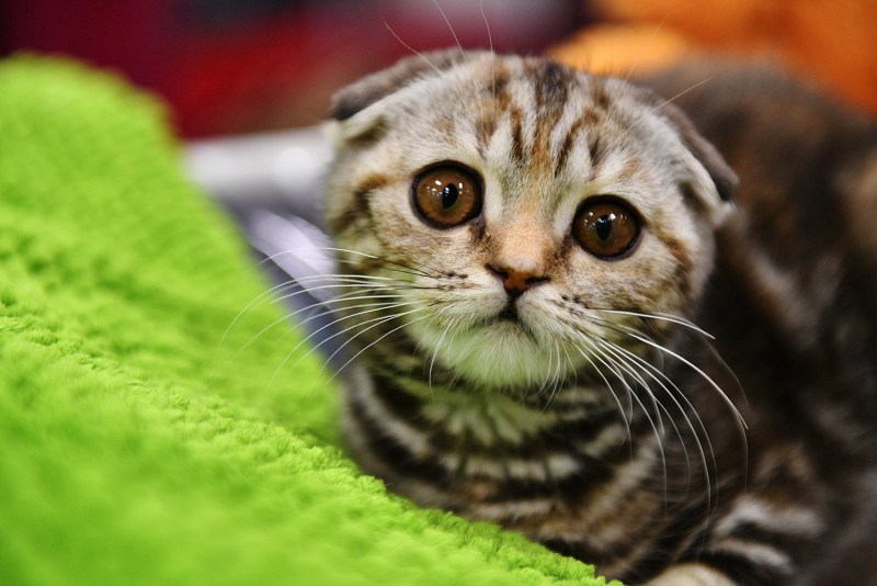 Кот вислоухий полосатик