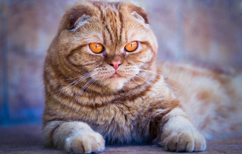 Шотландская вислоухая кошка рыжая