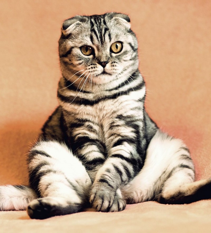Шотландский скоттиш фолд табби