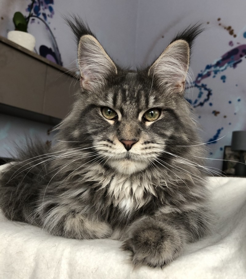 Коты Мейн куны
