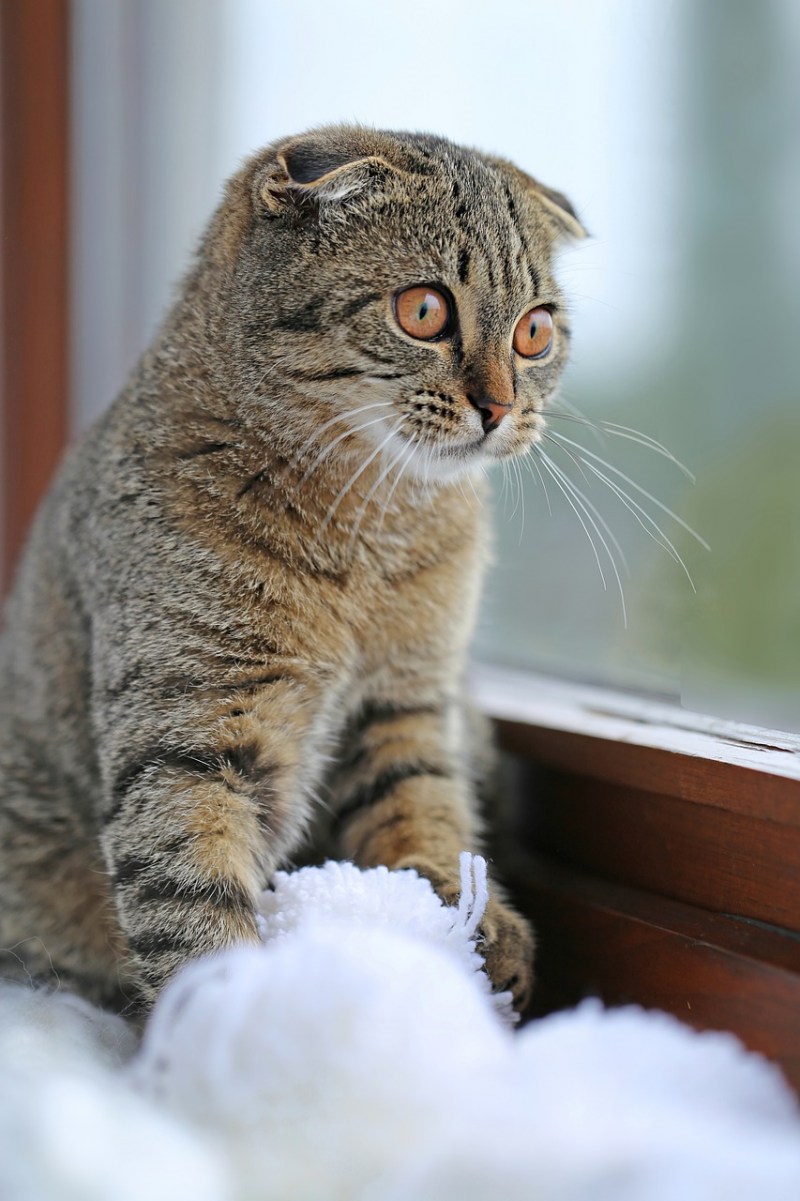 Кошка скоттиш фолд