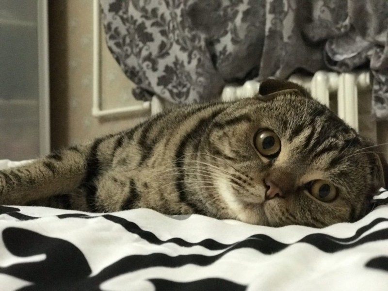 Кот скоттиш-фолд полосатый