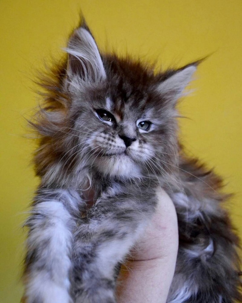 Кот Мейн кун