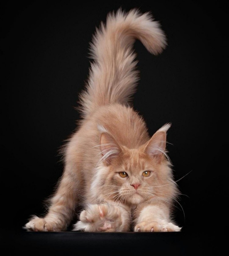 Кот Мейн кун