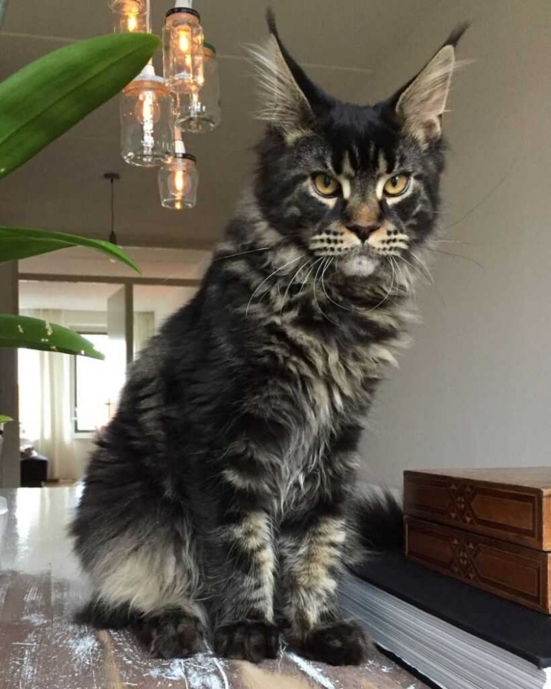 Котята породы Мейн кун