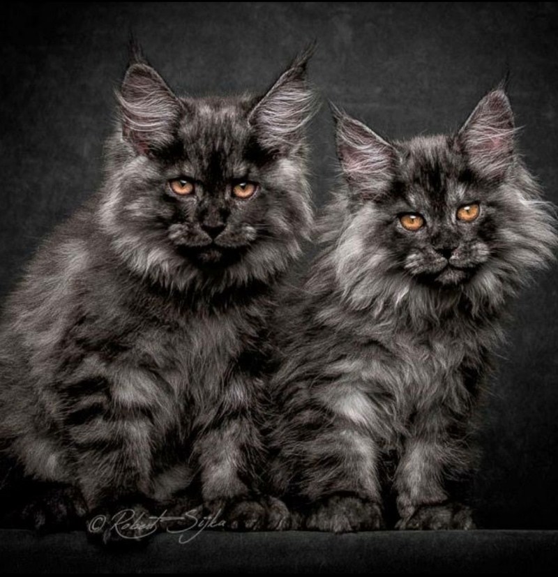 Котята Мейн кун и шотландец