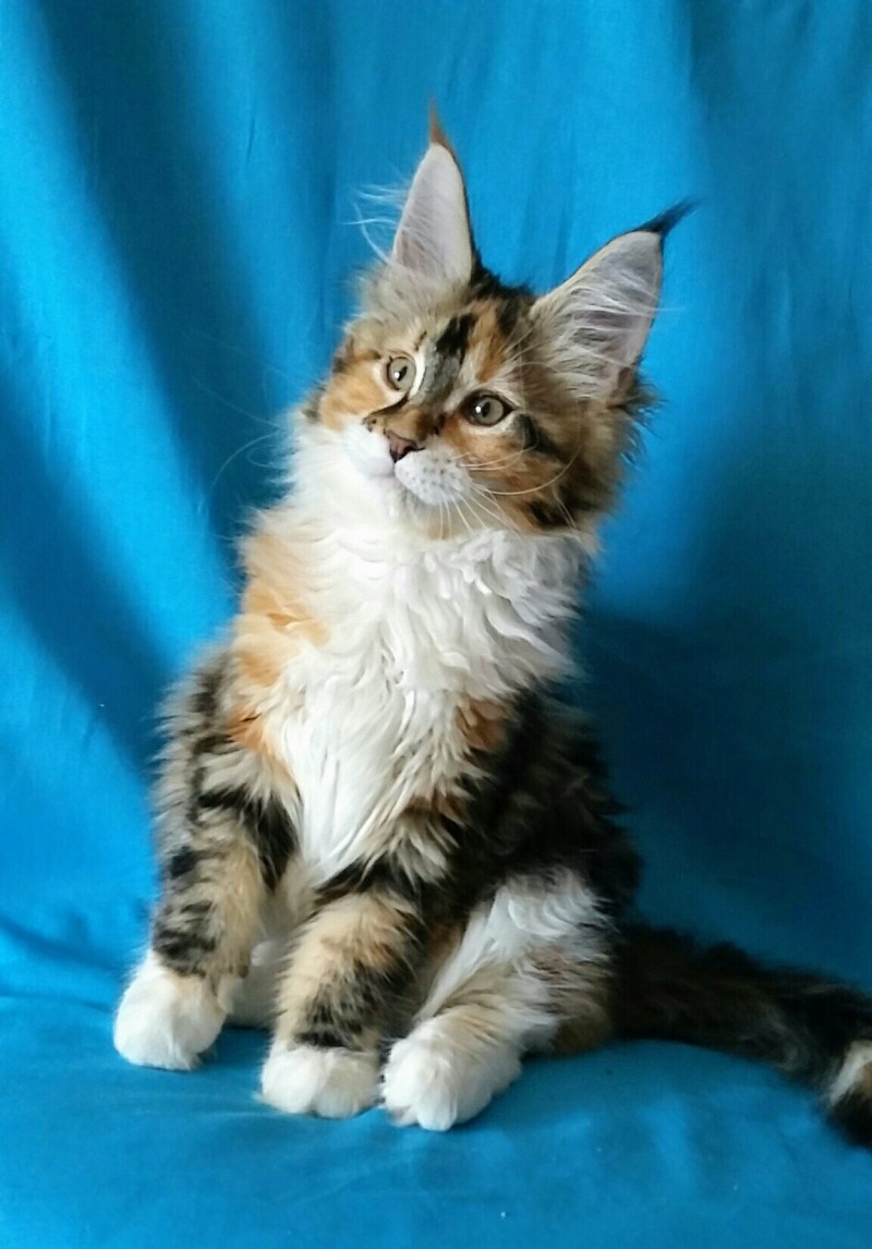 Кошка Мейн кун